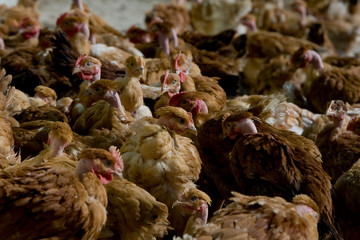 France, Auvergne, Saint Angel, Elevage de poulets
