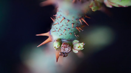 beautiful macro photography of plant fauna seen very closely