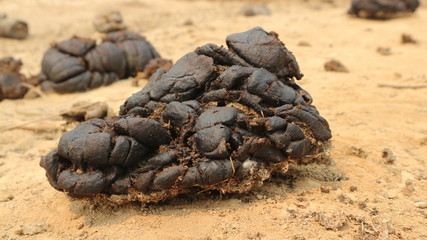 Separate cow dung on a white background