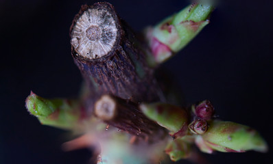 beautiful macro photography of plant fauna seen very closely