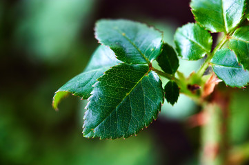 beautiful macro photography of plant fauna seen very closely