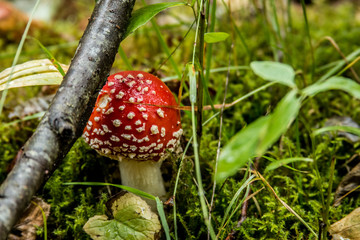 Champignons en foret 