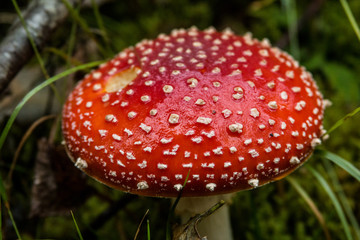 Champignons en foret 