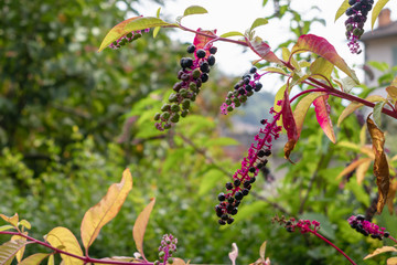 Pokeweed (Phytolacca americana ) berries ripening in San Pellegrino Italy