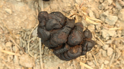 Separate cow dung on a white background