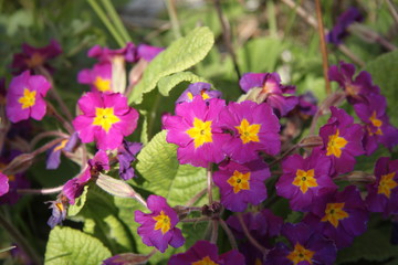 Purple old faded rotten primula flowers