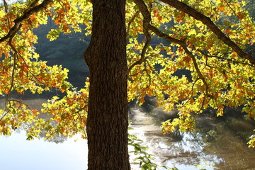 Fall on the Lake Dam