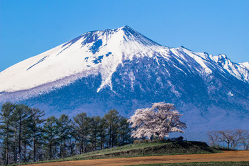 丘の上の一本桜