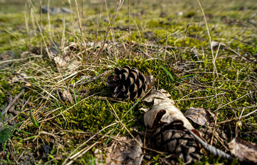 Fir cones on green moss. Two pine cones on green moss. Fir cones on green moss.