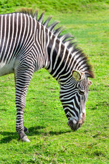 Fototapeta na wymiar A Grevy's Zebra grazing. Its natural habitat is semi-arid grasslands of east Africa its black and white stripes are narrower and closer set being broader on the neck 