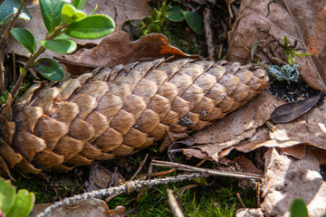 Fir cones on green moss. Two pine cones on green moss. Fir cones on green moss.