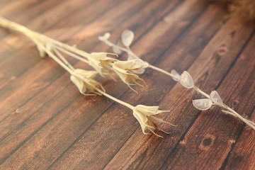  dry flowers