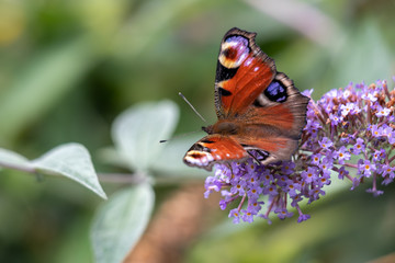 European Peacock Butterfly (Inachis io) feeding on Buddleia Blossom