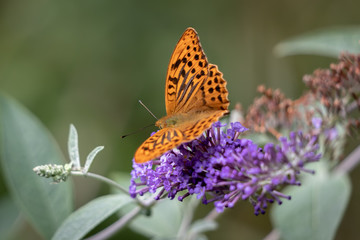 Silver-washed Fritillary (Argynnis paphia) feeding on a Buddleia