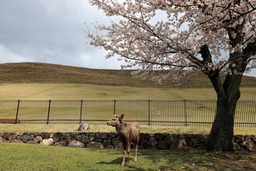 奈良公園　鹿と桜