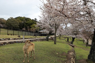 Fototapeta premium 奈良公園 鹿と桜