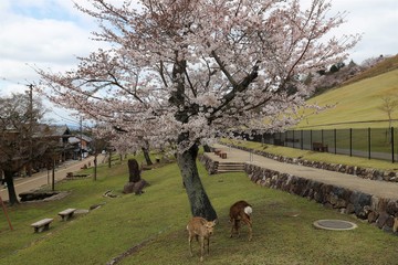 奈良公園　鹿と桜