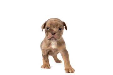 Obraz premium Portrait of an Old English Bulldog puppy standing isolated against a white background