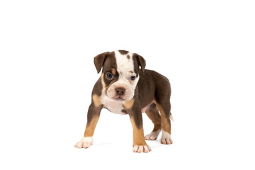 Portrait of an Old English Bulldog puppy standing isolated against a white background