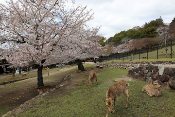 奈良公園　鹿と桜