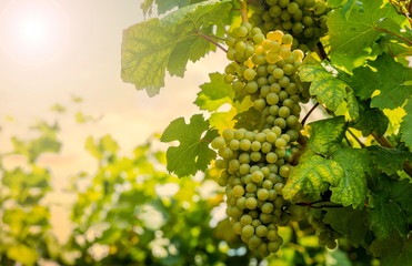 Grapes in vineyard in Wachau valley, Lower Austria. Europe.