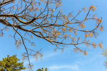 Chinaberry tree (Melia azedarach L) producing lots of berries
