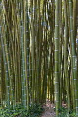 A grove of Striped Bamboo growing in Italy