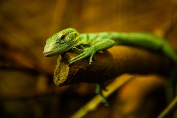 The emerald tree monitor, also known as the green tree monitor,  is a small to medium-sized arboreal monitor lizard from New Guinea.