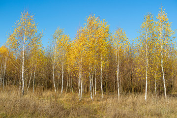 Autumn forest scenery with birch forest and blue sky. Autumn natural landscape with birch trees
