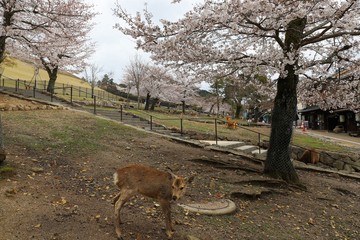 奈良公園　鹿と桜