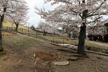 奈良公園　鹿と桜