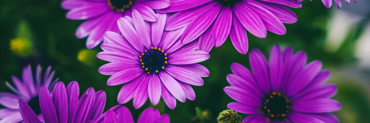 Natural floral background and texture. Beautiful vibrant purple chrysanthemum flowers. Panorama banner format