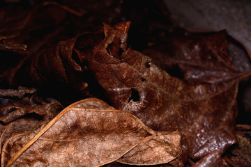 Brown dry leaves fell on the ground isolated on black background