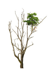 Fototapeta premium Dead tree isolated on white background. This has clipping path.