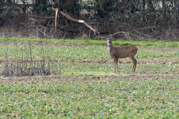 Red Deer (Cervus elaphus) in a field near East Grinstead