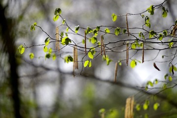 Noisetier printemps feuillage - nature biodiversité