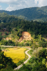 Street and rice field in countryside in Chiang Rai, Thailand.