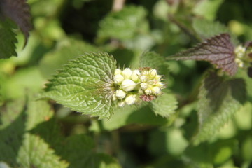 Spring white medicinal nettle flowers meadow blooming 