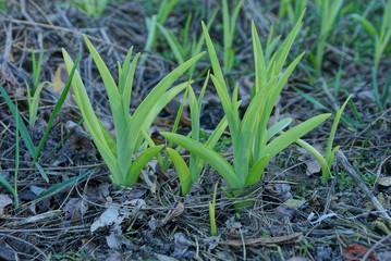 green plant sprouts in the ground and dry grass in the spring garden