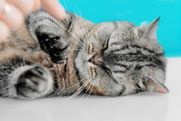 funny plump scotish stright cat