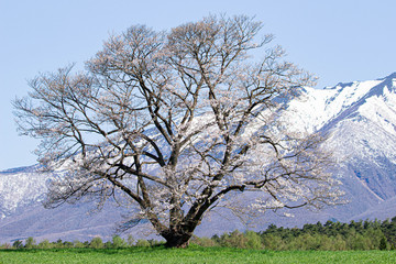 春の一本桜