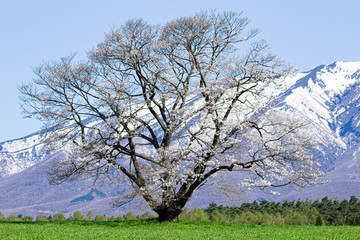 春の一本桜