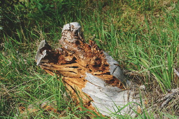 Broken wooden tree stump laid in the forest