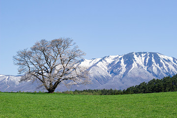 春の一本桜