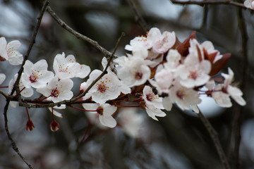 Flowers 115