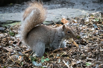Grey Squirrel (Sciurus carolinensis) burying a peanut shell