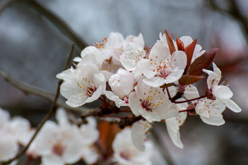 Flowers 117