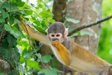 Common Squirrel Monkey Eating, Downward Look