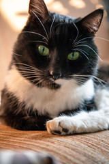 cute domestic black cat lies on a sofa