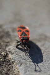 close up of a red insect